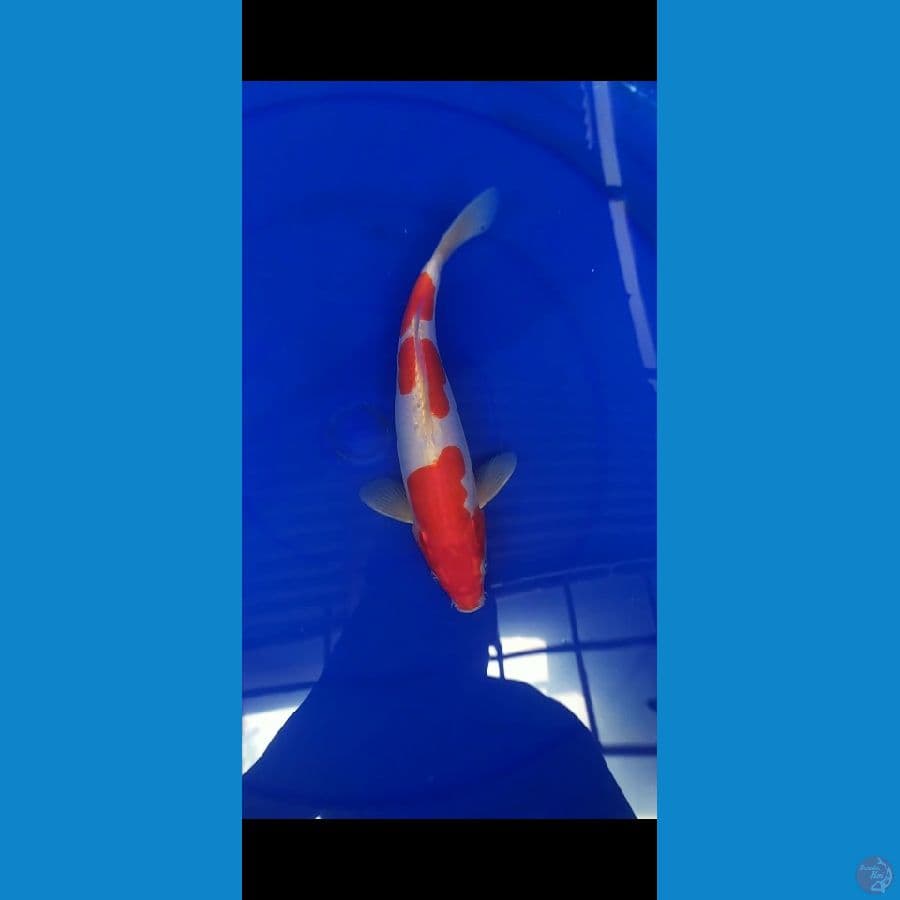 doitsu kohaku male 27 cm