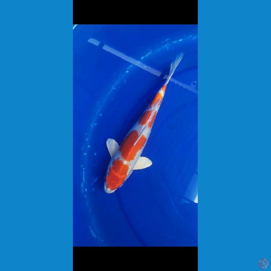kohaku hikari 5 step