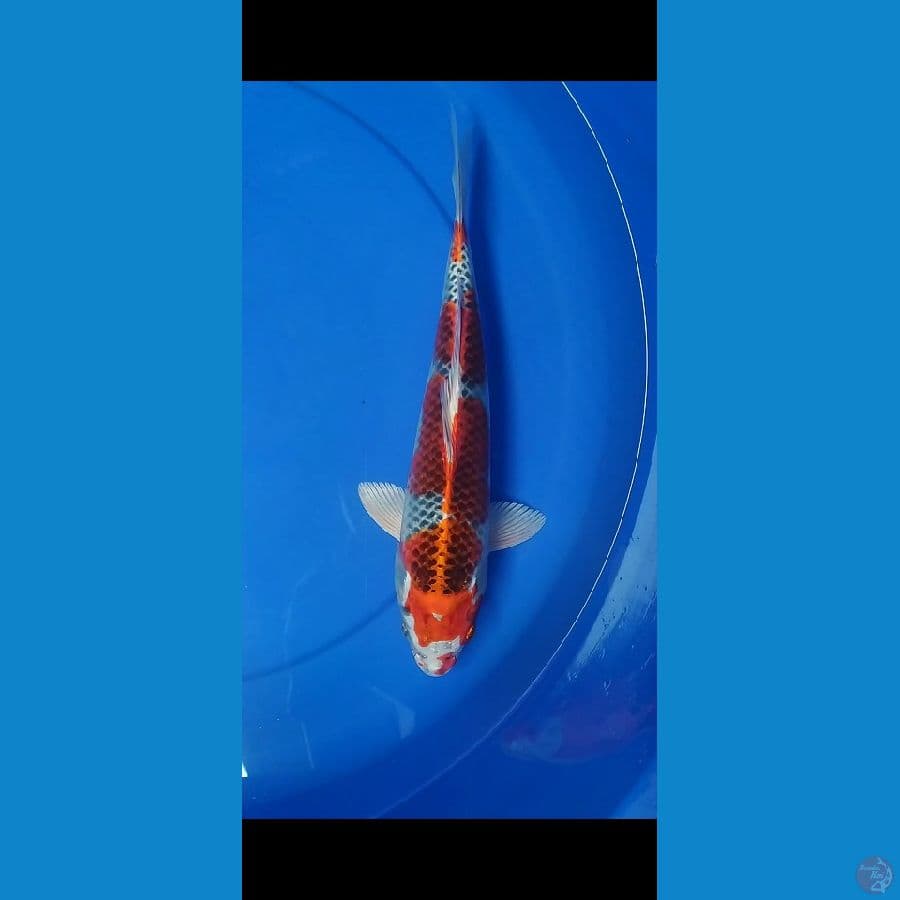 super red kujaku M32