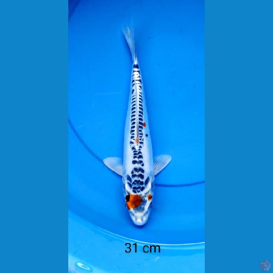 tancho kiko 31 cm