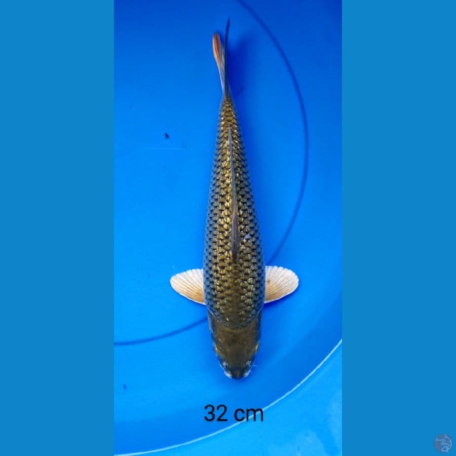 midori ginrin punuk 32 cm