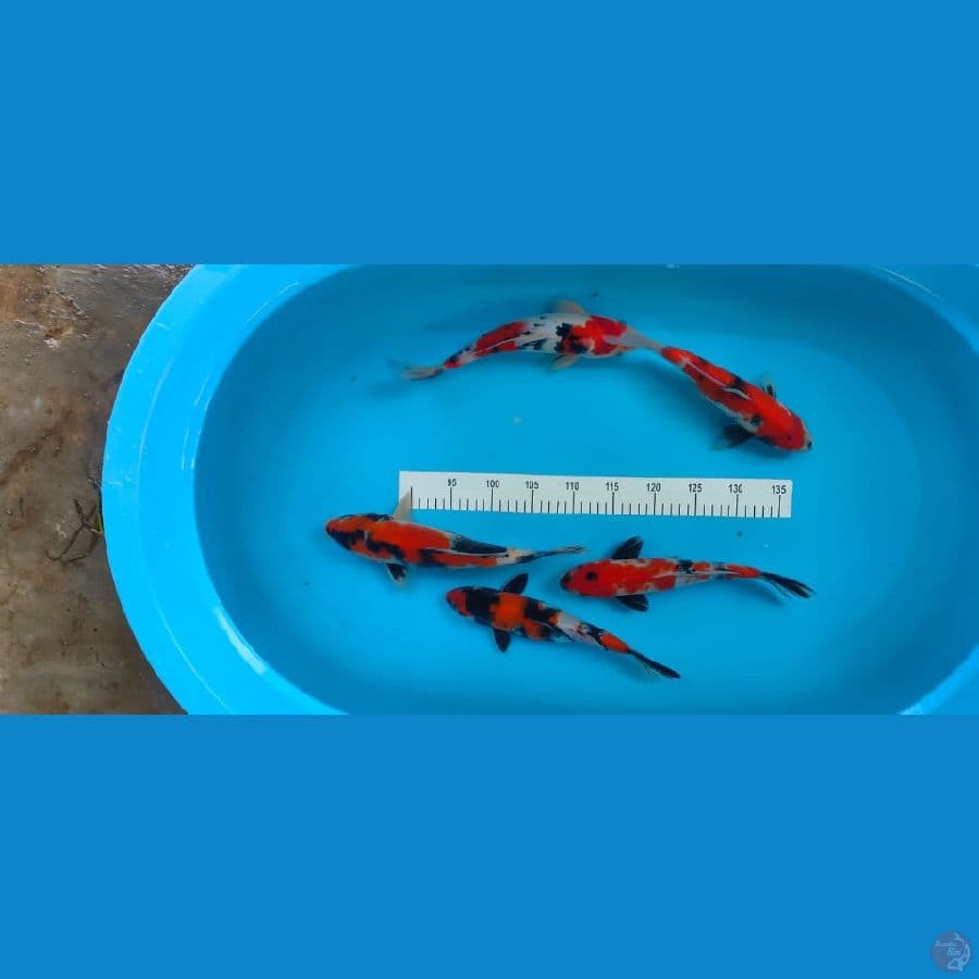 showa 28-33 cm
