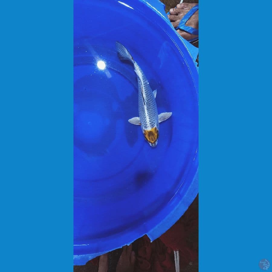 tancho gingga 29 cm