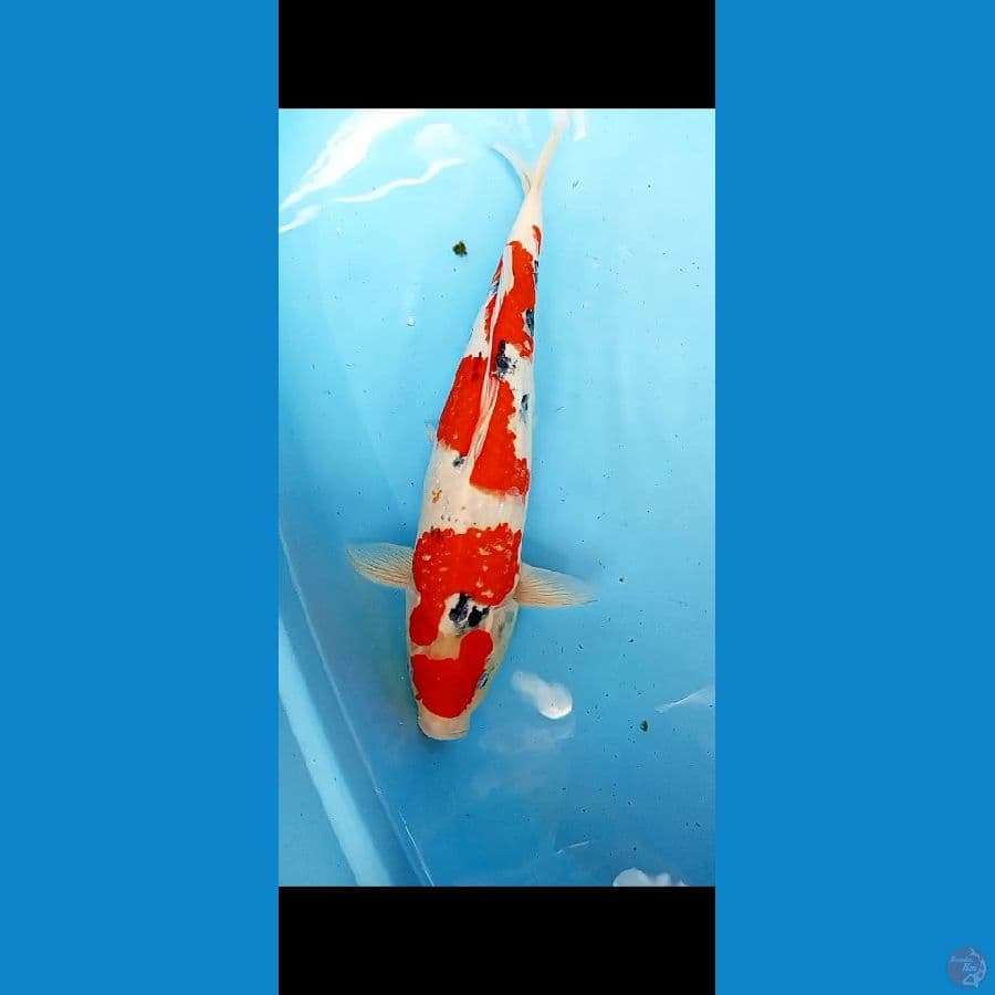 SANKE 42 CM