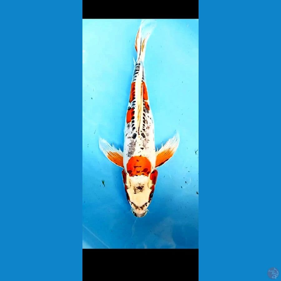 KUMPAY KIKOKURYU 43 CM