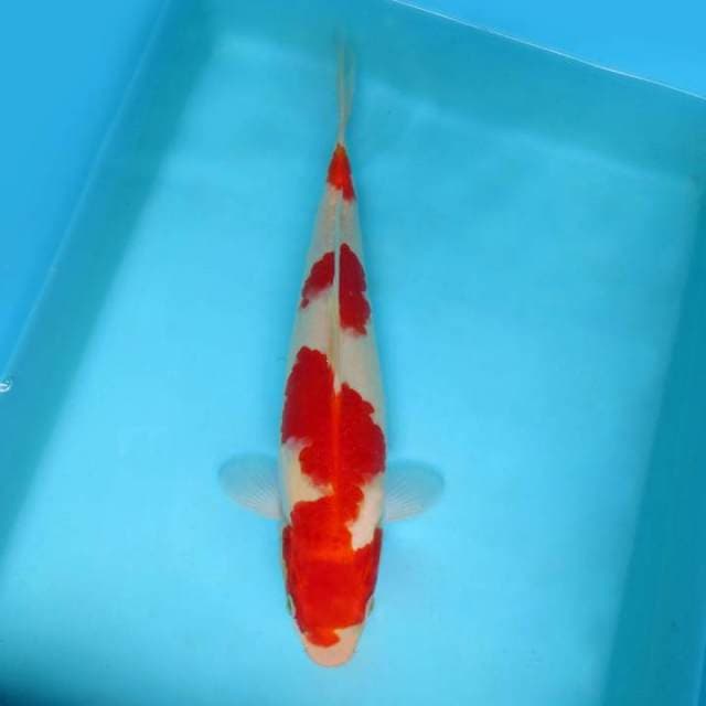 KOHAKU 4 STEPS,-