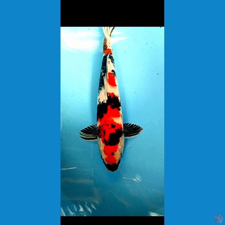 SHOWA SANSOKU MALE 39 CM