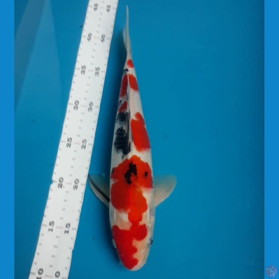 Sanke 30 cm Male