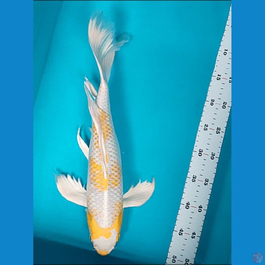 kumpay hariwake 43cm