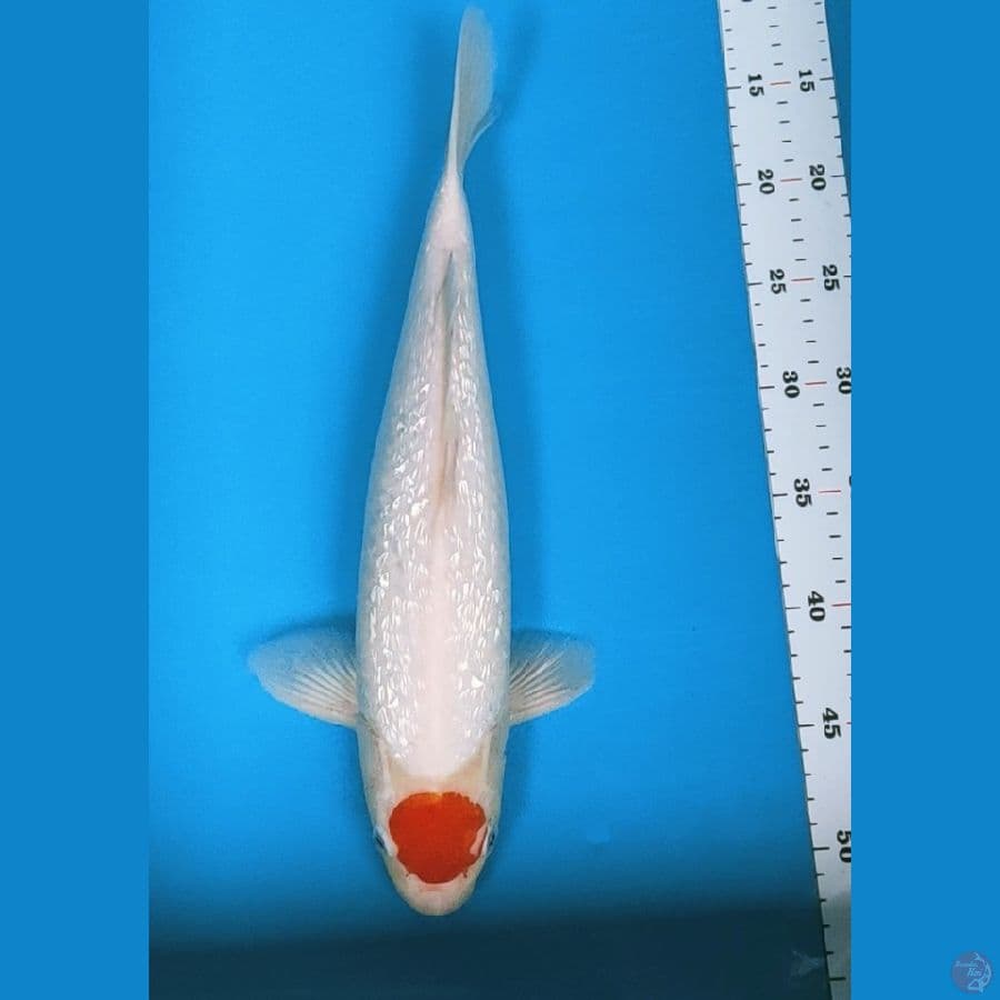 tancho ginrin 38cm male