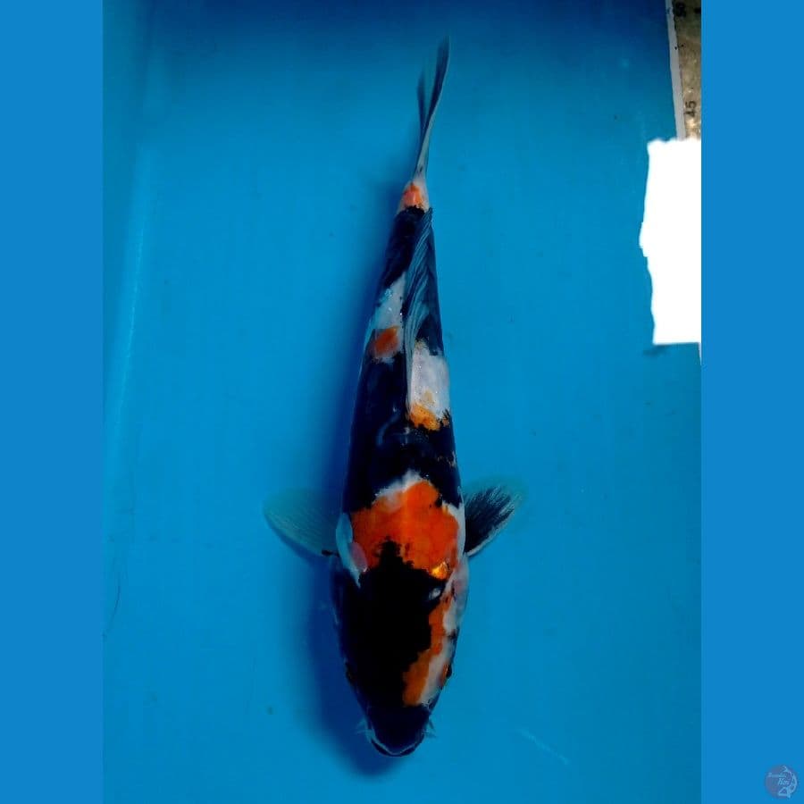 showa doit 23 cm
