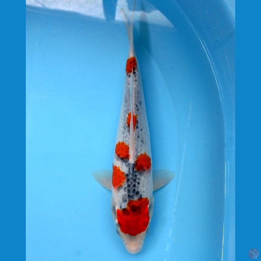 goshiki 25 cm O