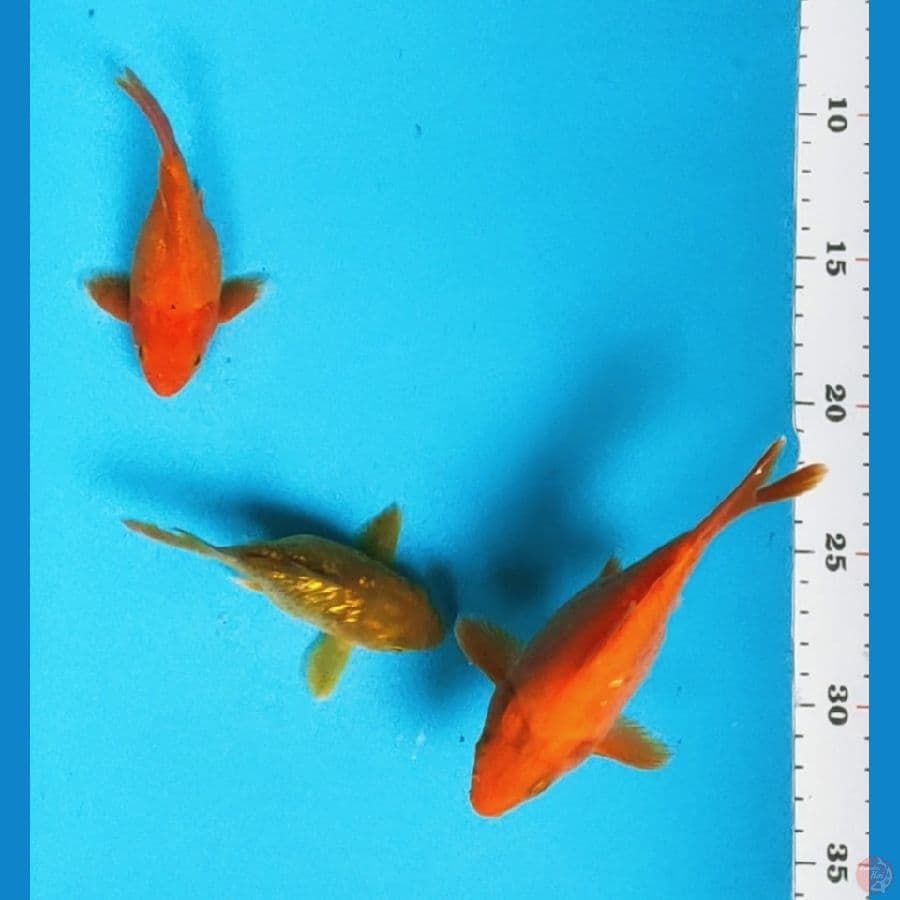 paket tamasaba 11-14cm