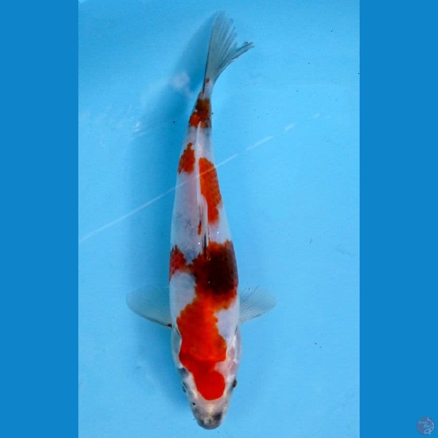 showa 20 cm