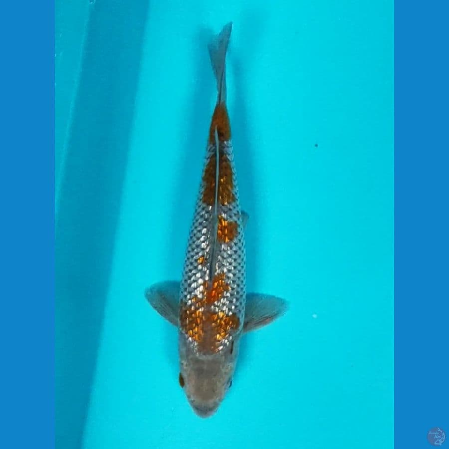 ochiba shigure 23cm male