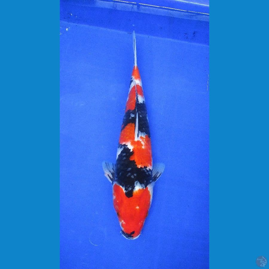 showa ±38cm