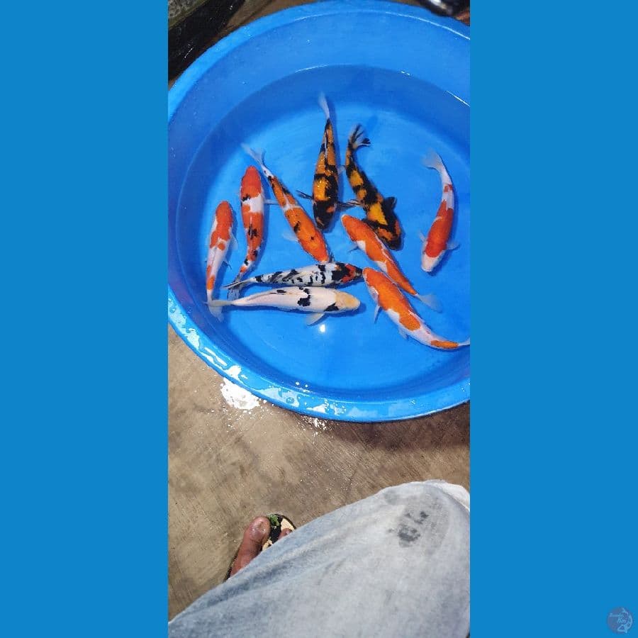 mix paket hemat