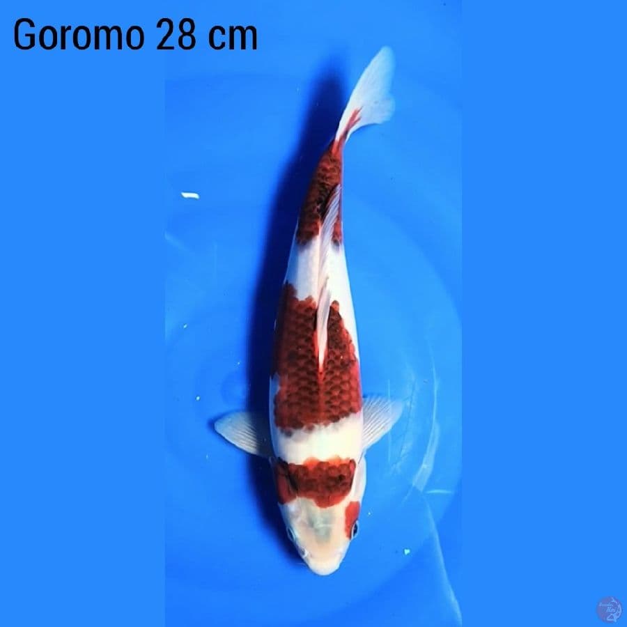 Goromo 28 cm