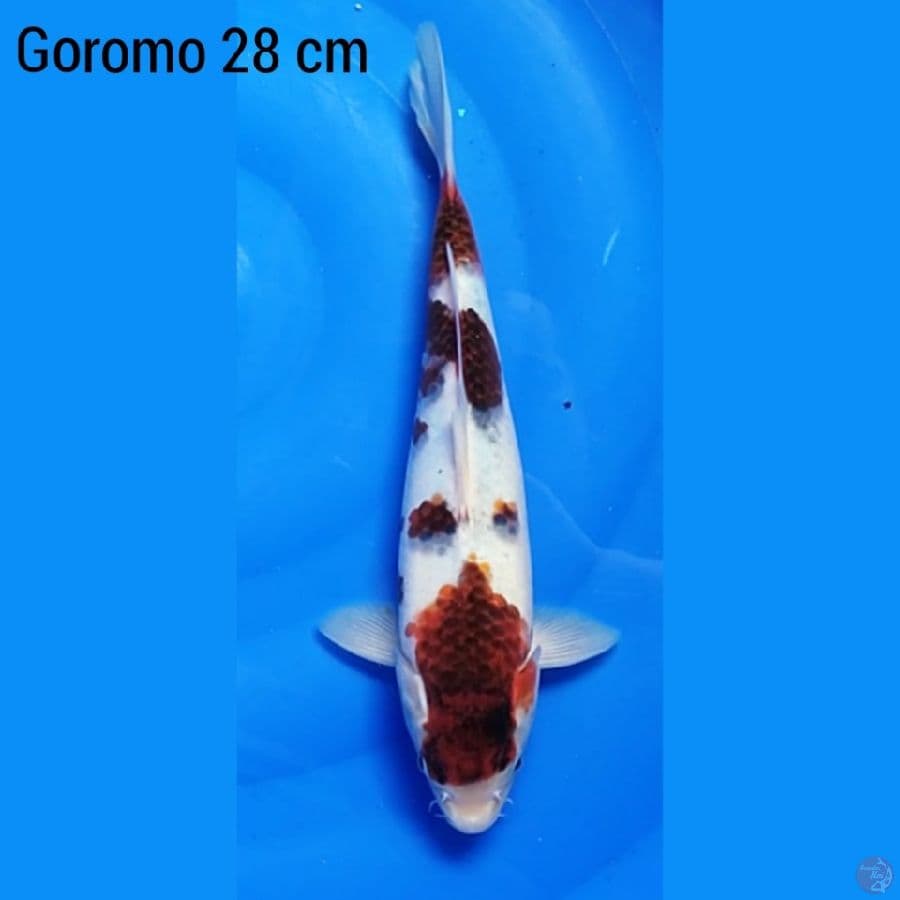 Goromo 28 cm
