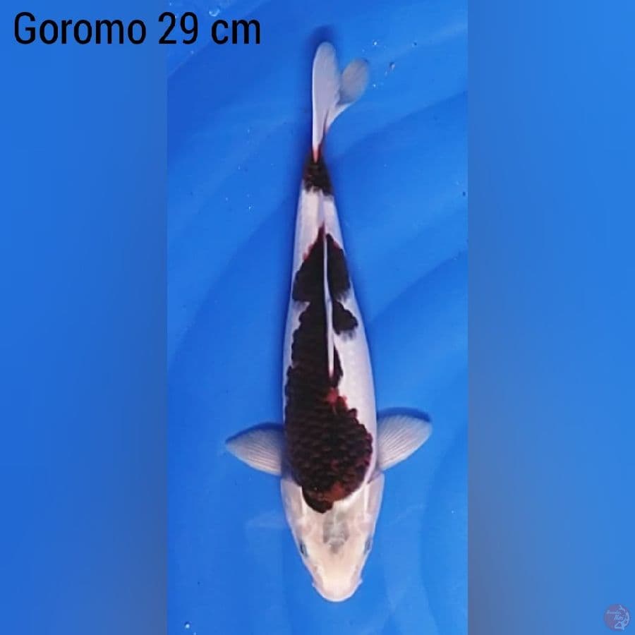 Goromo 29 cm