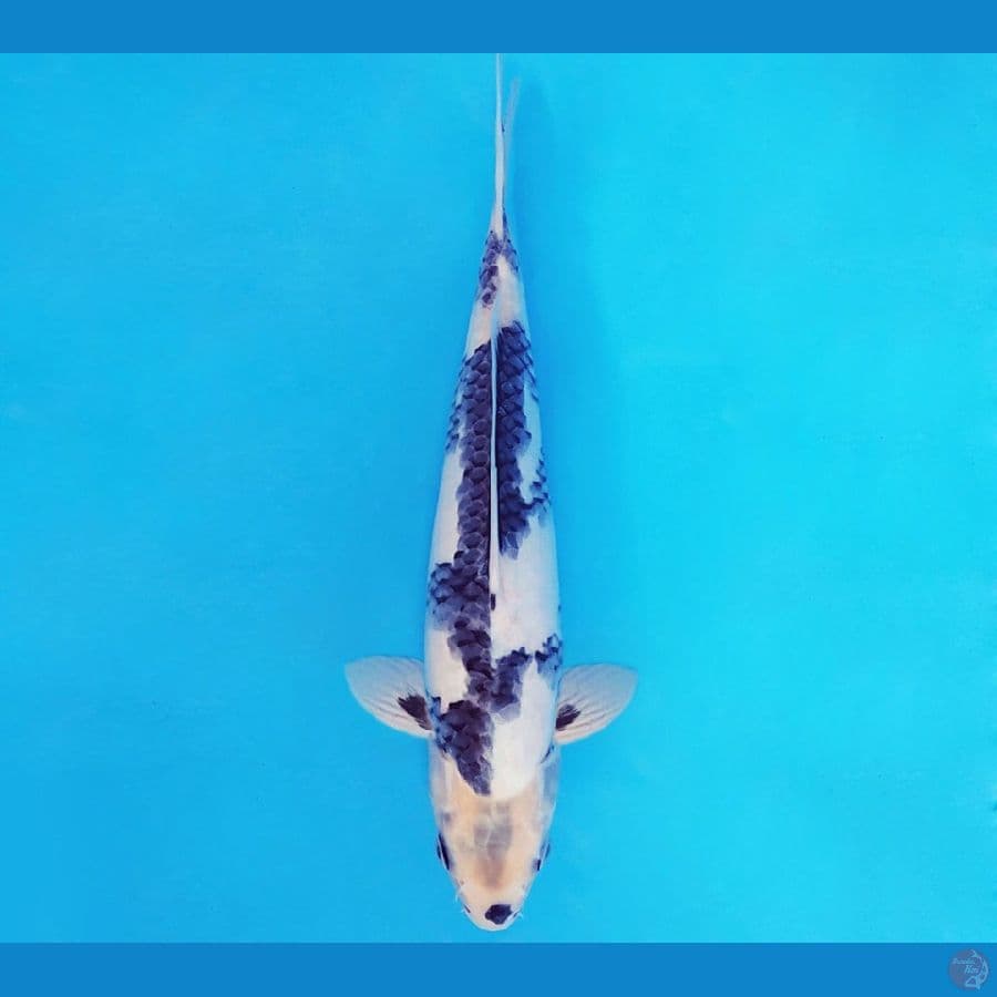 SANTORINI 13 ~ SHIRO SHOWA 31 cm/male ™