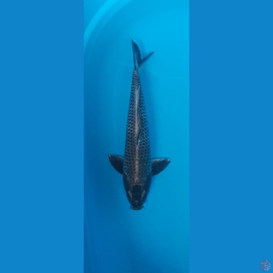 Black Mukashi