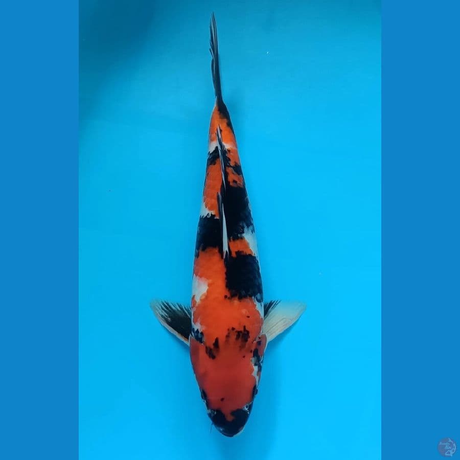Showa Strong 39Cm - Male