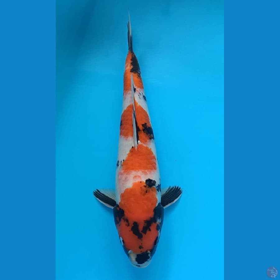 Showa Strong 41cm - Male