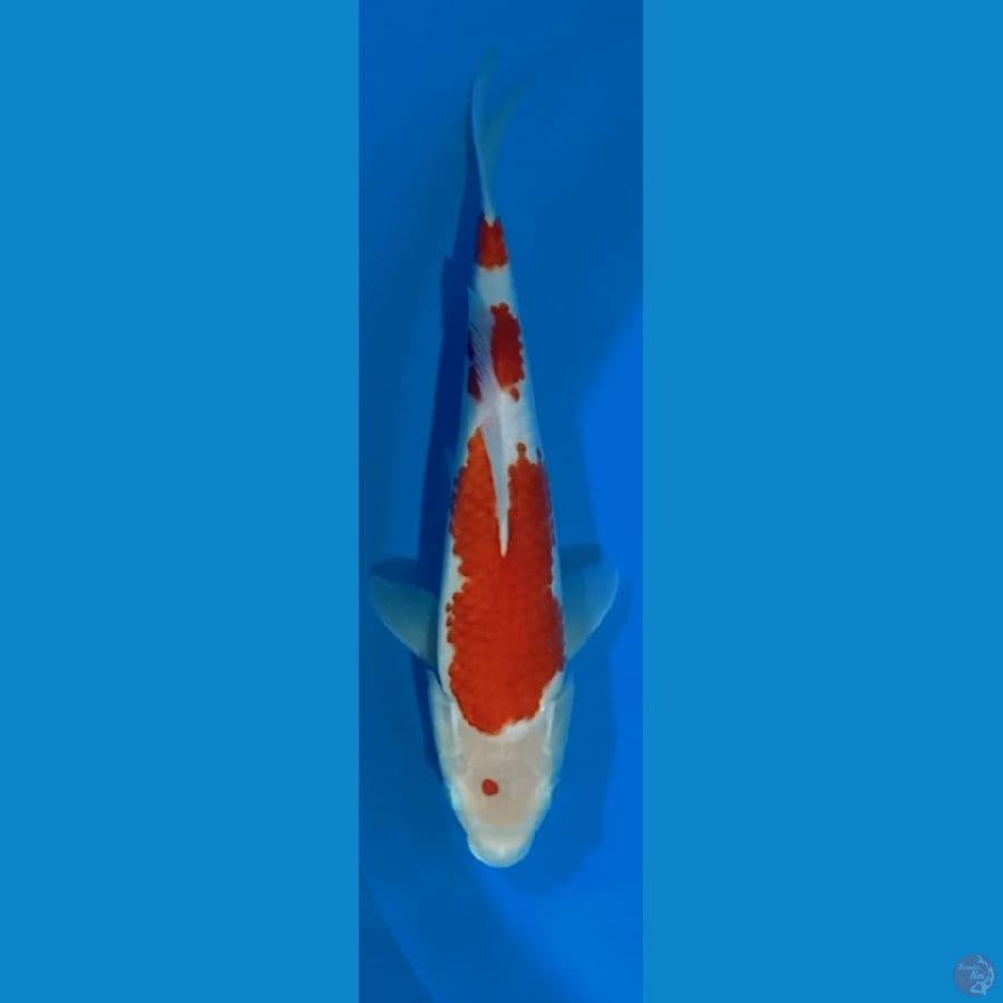KOHAKU 28CM
