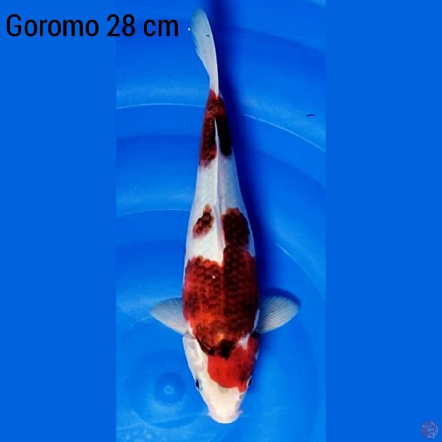 Goromo 28 cm