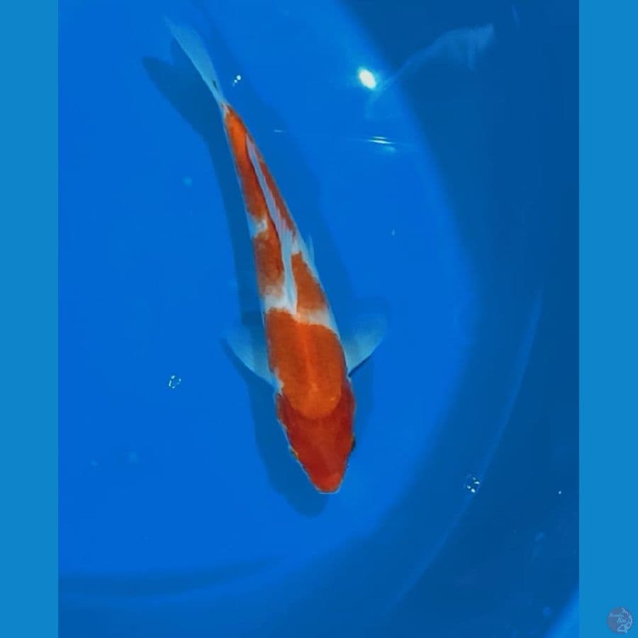 KOHAKU 25CM