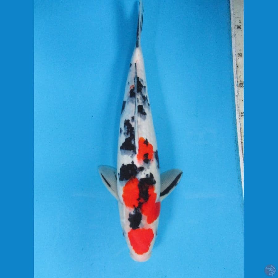 Maruten Sanke 39cm