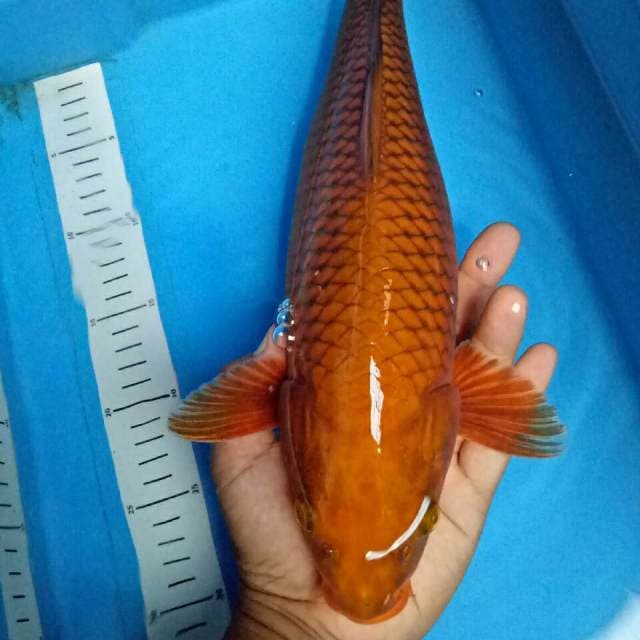 Widodo_Manchunian ( special Tembaga ) 40 cm