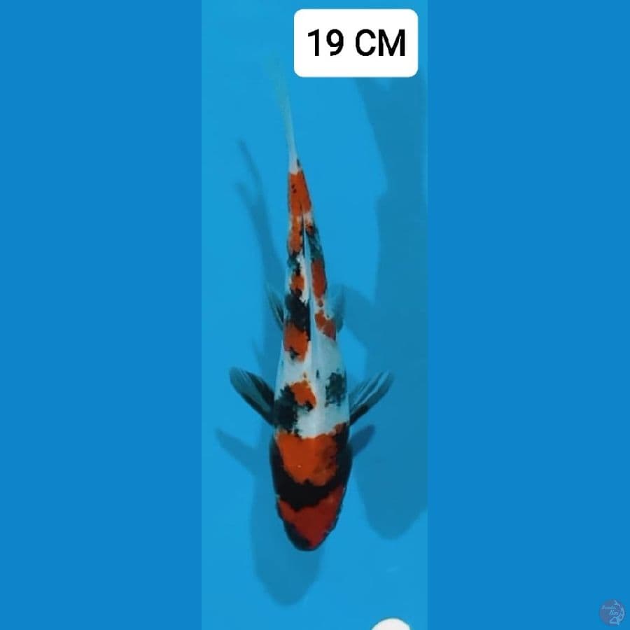 Showa 19 CM