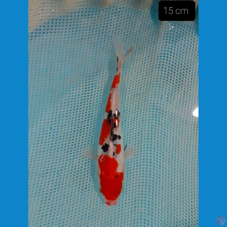 Sanke 15 cm