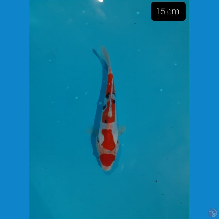 Sanke 15 cm