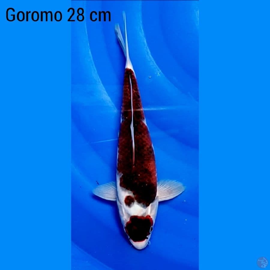 Goromo 28 cm