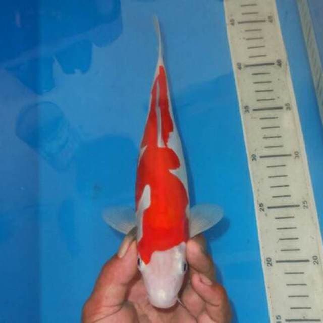 KOHAKU PETIR