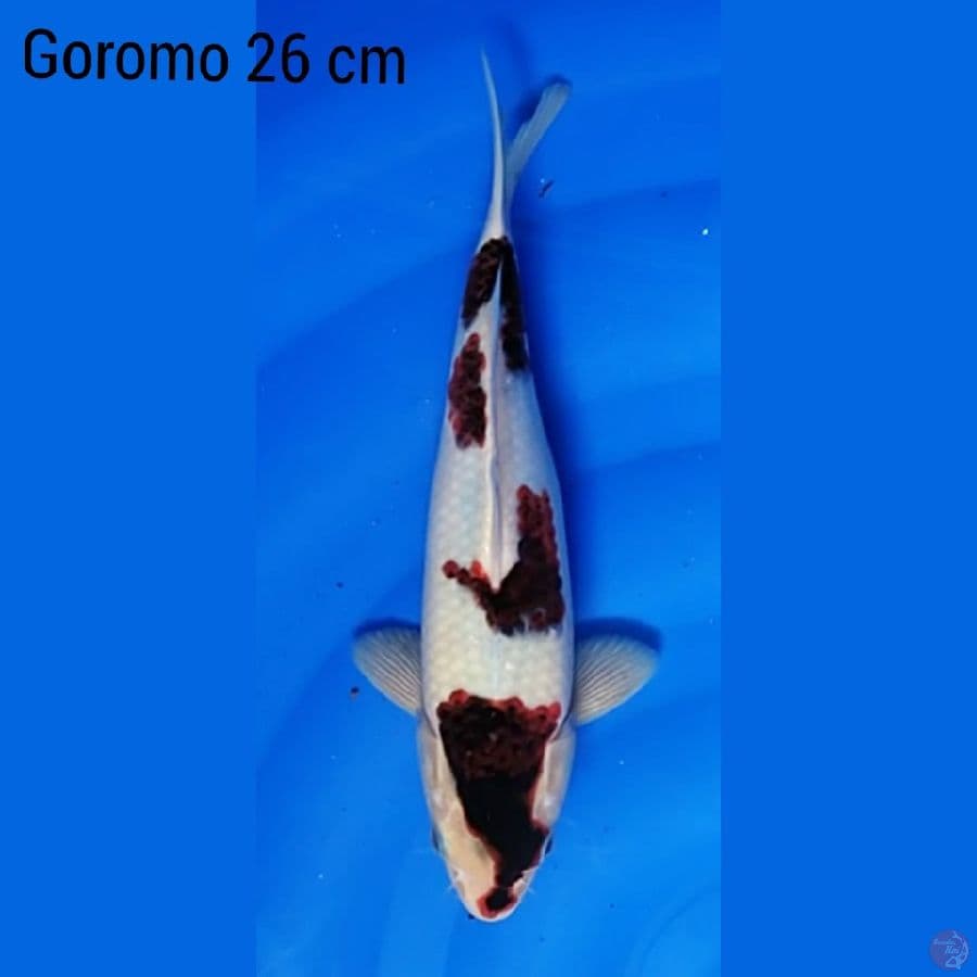 Goromo 26 cm