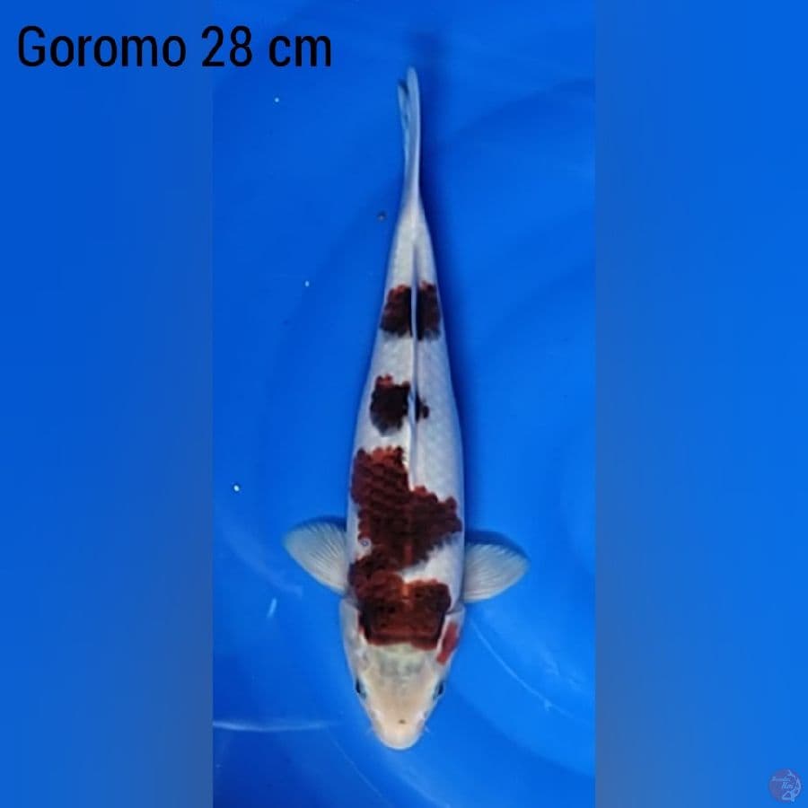 Goromo 28 cm