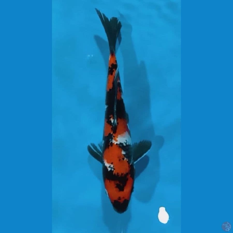 SHOWA 21 cm