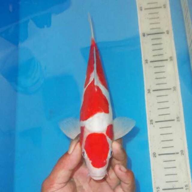 MARUTEN KOHAKU