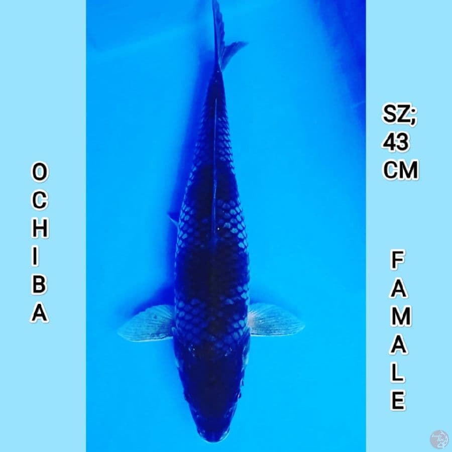 OCHIBA 43CM