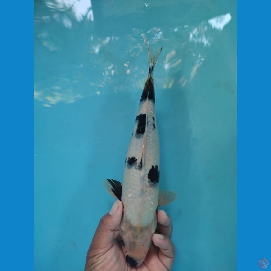 33 cm shiro tathegoi