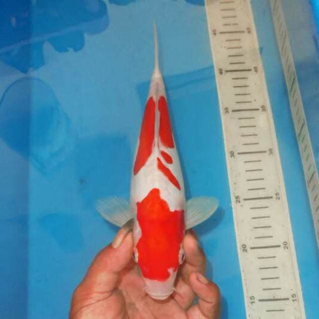 KOHAKU BERSIH