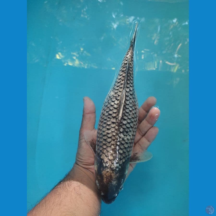 33 cm kawabake