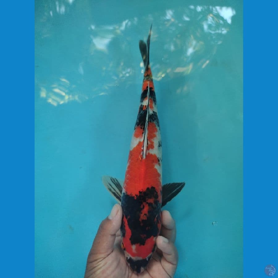 showa 35 cm