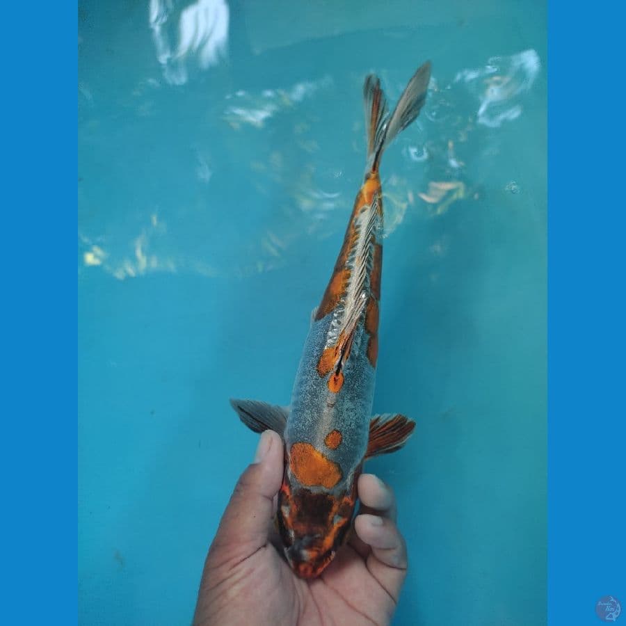 kikuriu 34 cm male