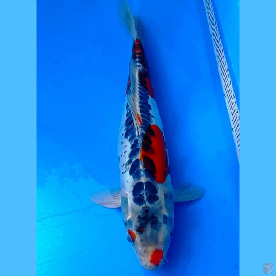 Beni Kikokuryu