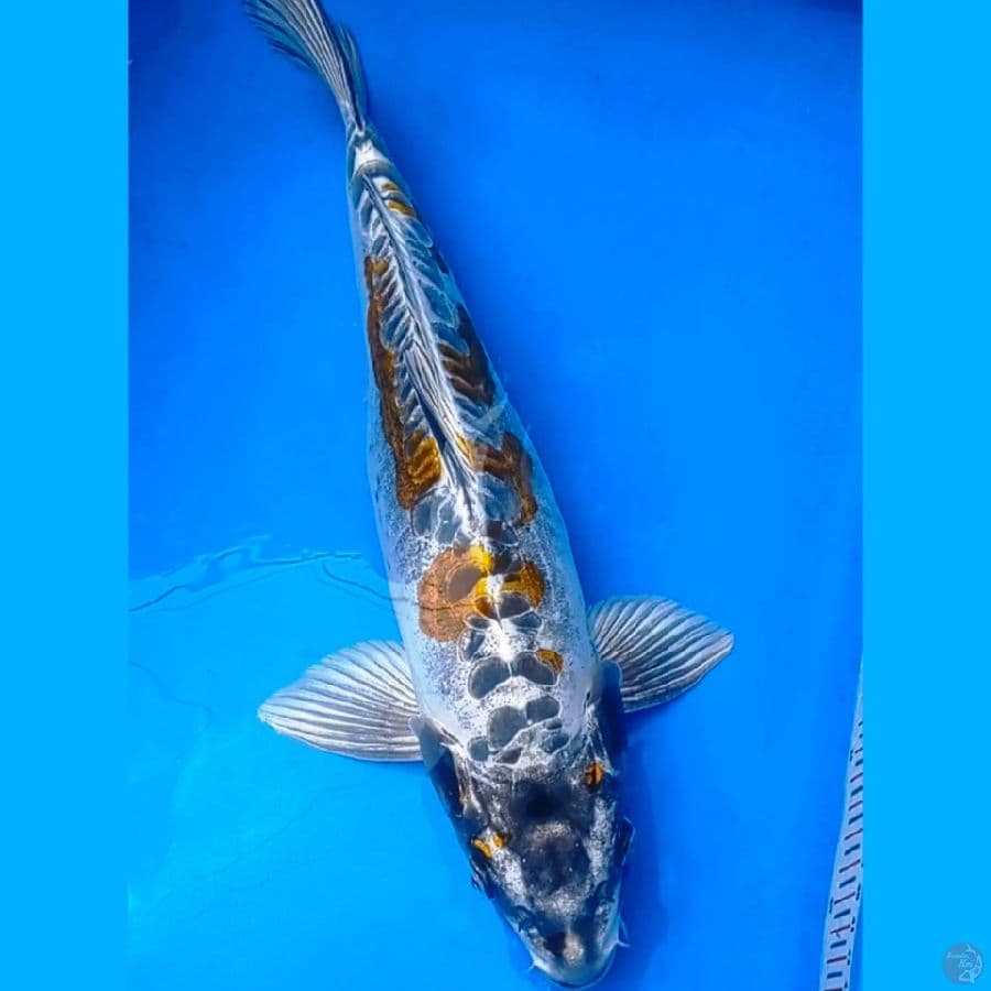 Kikokuryu gold pattern
